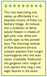 Maiden's Feather Cypress Vine Flower Seeds