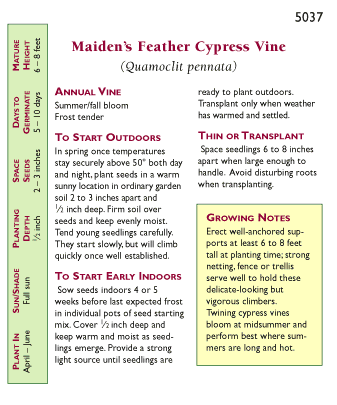 Maiden's Feather Cypress Vine Flower Seeds