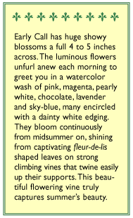 Early Call Morning Glory Flower Seeds