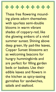 Copper Sunset Mounding Nasturtium Flower Seeds