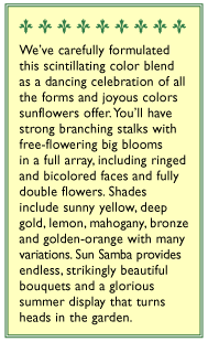 Sun Samba Ornamental Sunflower Flower Seeds