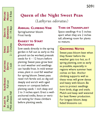 Queen of the Night Sweet Pea Flower Seeds