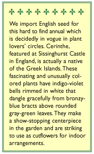 Pride of Gibraltar Cerinthe Flower Seeds