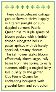 Apricot Faerie Queen Foxglove Flower Seeds