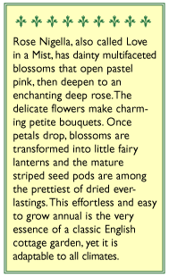 Mulberry Rose Love In A Mist Nigella Flower Seeds