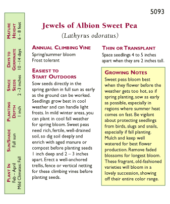 Jewels of Albion Antique Sweet Pea Flower Seeds