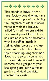 North Shore Sweet Pea Flower Seeds