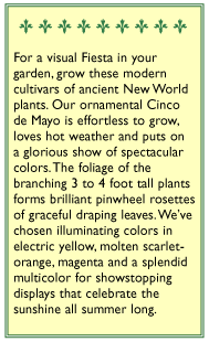 Cinco De Mayo Ornamental Amaranth Flower Seeds