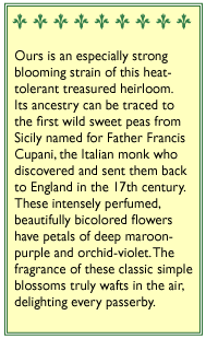 Cupani's Original Sweet Pea Flower Seeds