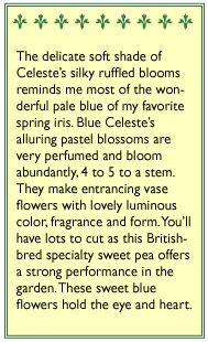 Blue Celeste Exhibition Sweet Pea Flower Seeds