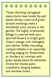 Alaska Nasturtium Flower Seed Mix