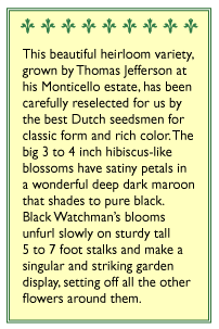 Black Watchman Old Fashioned Hollyhock Flower Seeds