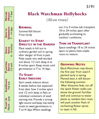 Black Watchman Old Fashioned Hollyhock Flower Seeds