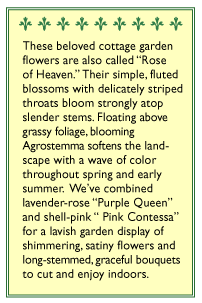 Purple Queen and Pink Contessa Agrostemma Flower Seeds