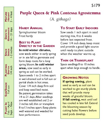Purple Queen and Pink Contessa Agrostemma Flower Seeds