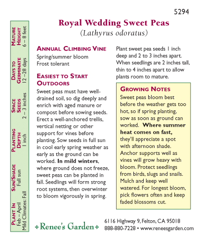 Royal Wedding Sweet Pea Flower Seeds