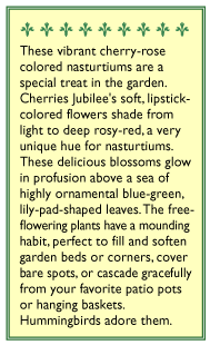 Cherries Jubilee Mounding Nasturtium Flower Seeds