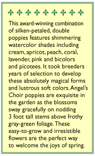 Shirley Poppy Angel's Choir Flower Seeds