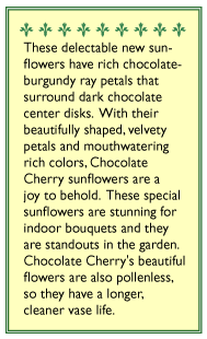 Chocolate Cherry Ornamental Sunflower Flower Seeds