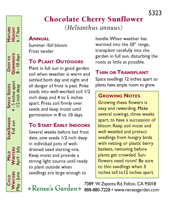 Chocolate Cherry Ornamental Sunflower Flower Seeds