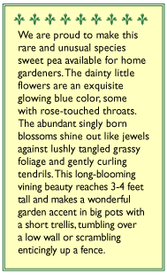 Electric Blue Sweet Pea Flower Seeds