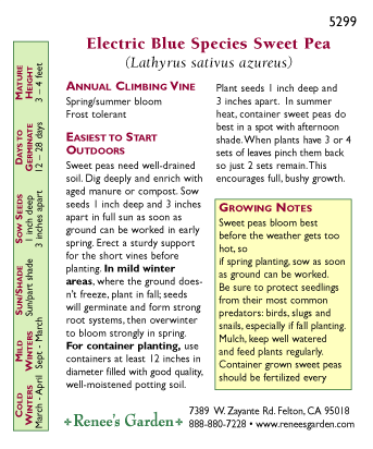 Electric Blue Sweet Pea Flower Seeds