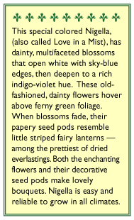 Persian Violet Love In A Mist Nigella Flower Seeds