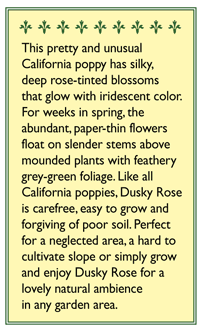 Dusky Rose California Poppy Flower Seeds