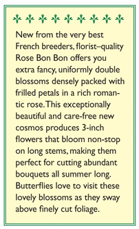 Rose Bon Bon Double Cosmos Flower Seeds