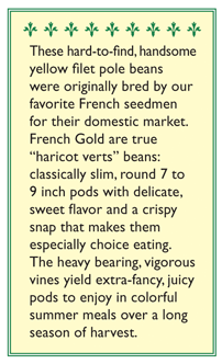 French Gold Filet Pole Bean Seeds
