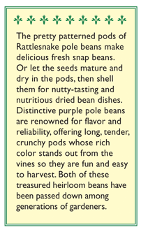 Rattlesnake Ice & Purple Pod Pole Bean Seed Mix