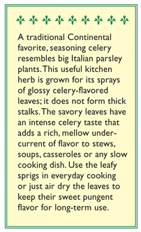 Amsterdam Seasoning Celery Seeds