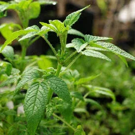 Balm of Gilead Seeds (Organic)