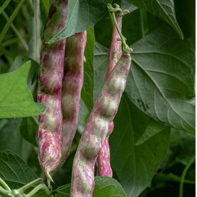 Borlotto Lingua Di Fuoco Nano Dry/Shell Bush Bean Seeds