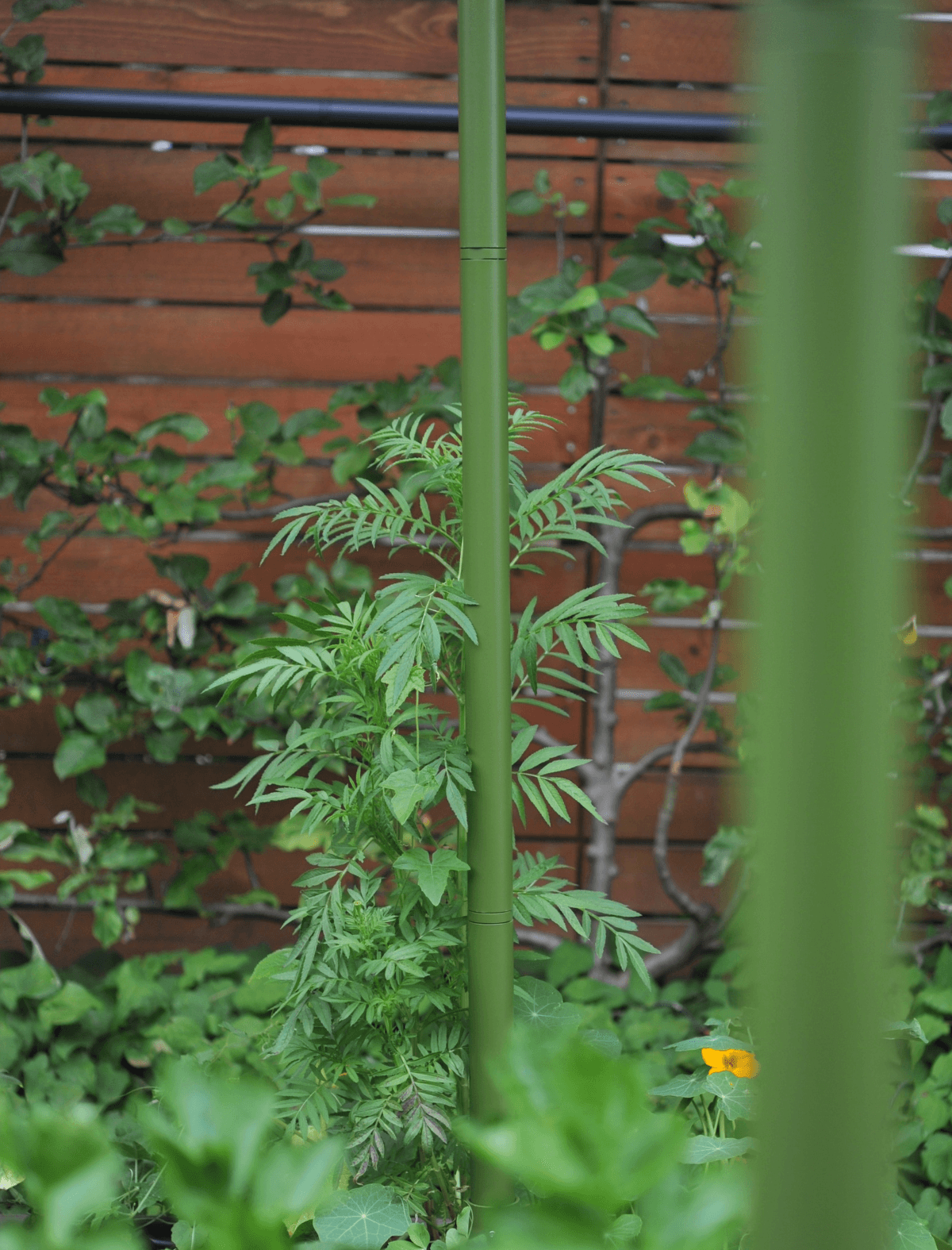 Freyr Trellis