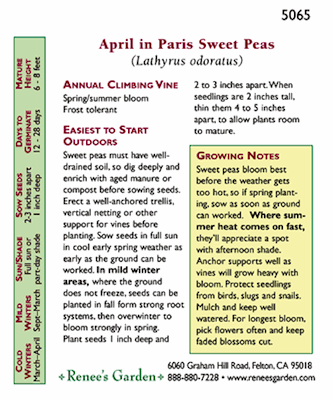 April in Paris Sweet Pea Flower Seeds