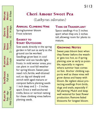Cheri Amour Bouquet Sweet Pea Flower Seeds