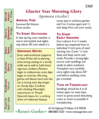 Glacier Star Morning Glory Flower Seeds
