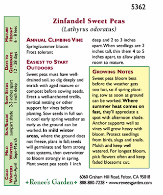 Zinfandel Sweet Pea Flower Seeds