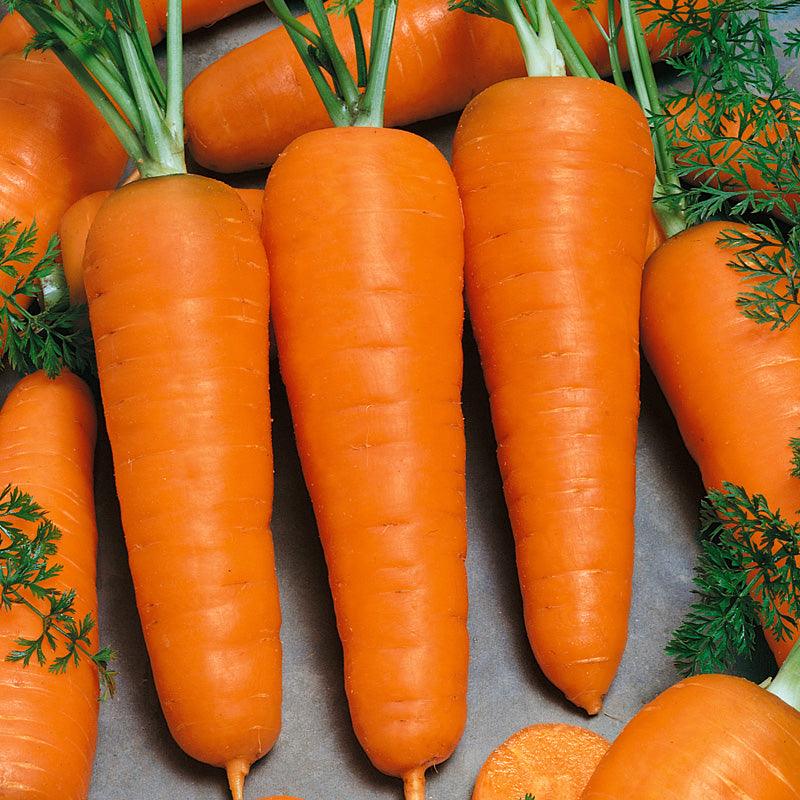 Chantenay Carrot (Organic)