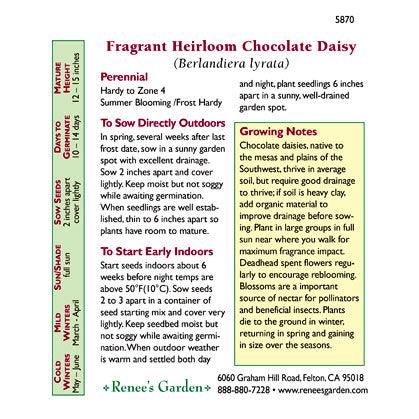 Fragrant Chocolate Daisy Flower Seeds