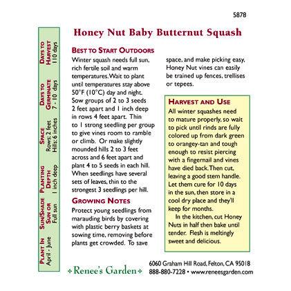 Honey Nut Baby Butternut Winter Squash Seeds