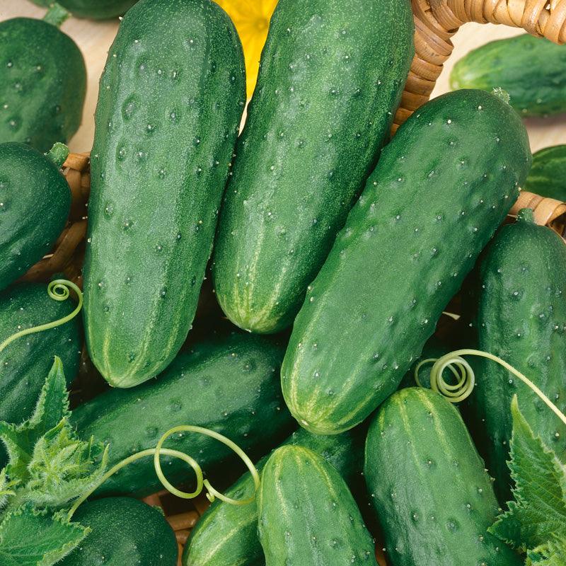 Homemade Pickles Cucumber Seeds (Organic)