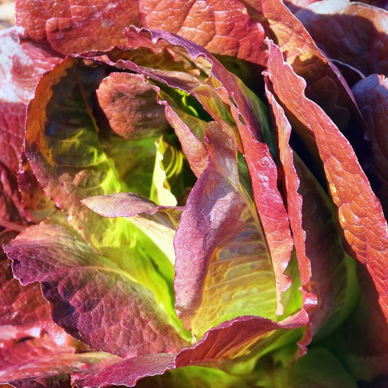Rouge D'Hiver Romaine/Cos Lettuce Seeds (Organic)