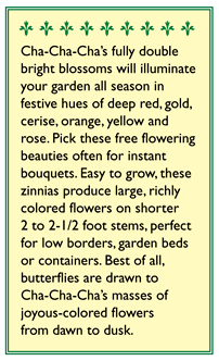 Cha-Cha-Cha Butterfly Zinnia Flower Seeds