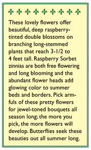 Raspberry Sorbet Cutting Zinnia Flower Seeds