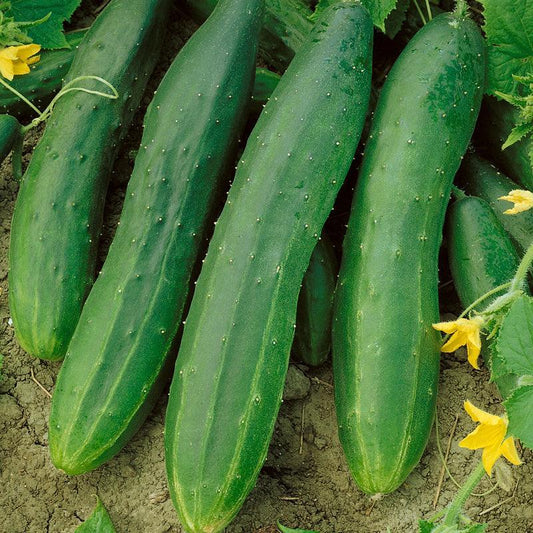 Organic Straight Eight Cucumber