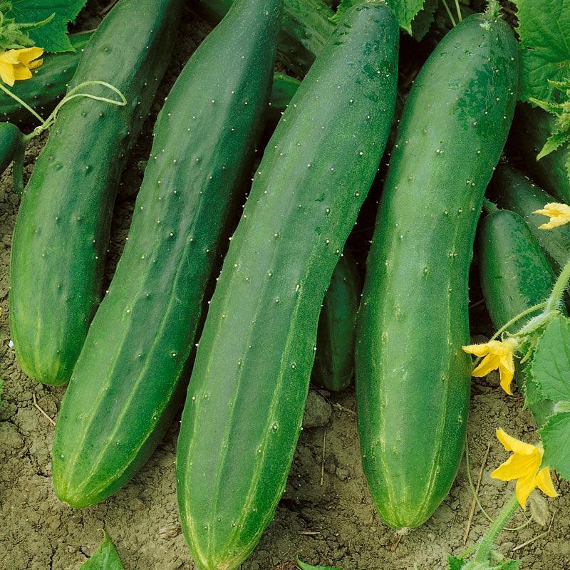 Organic Straight Eight Cucumber