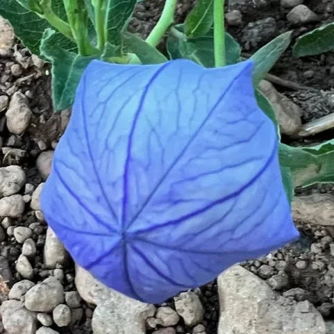 Balloonflower Seeds (Organic)