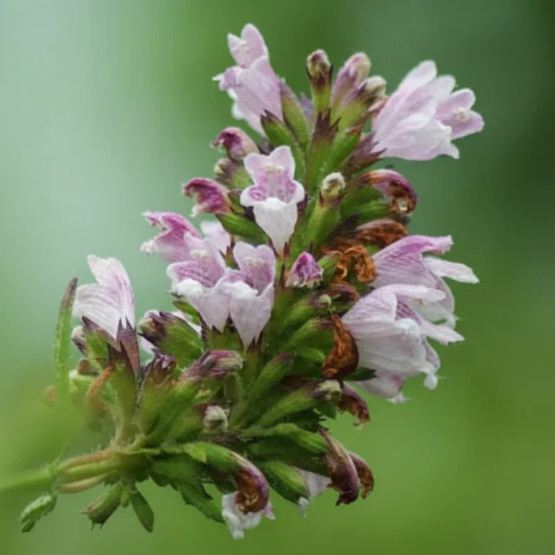 Balm of Gilead Seeds (Organic)